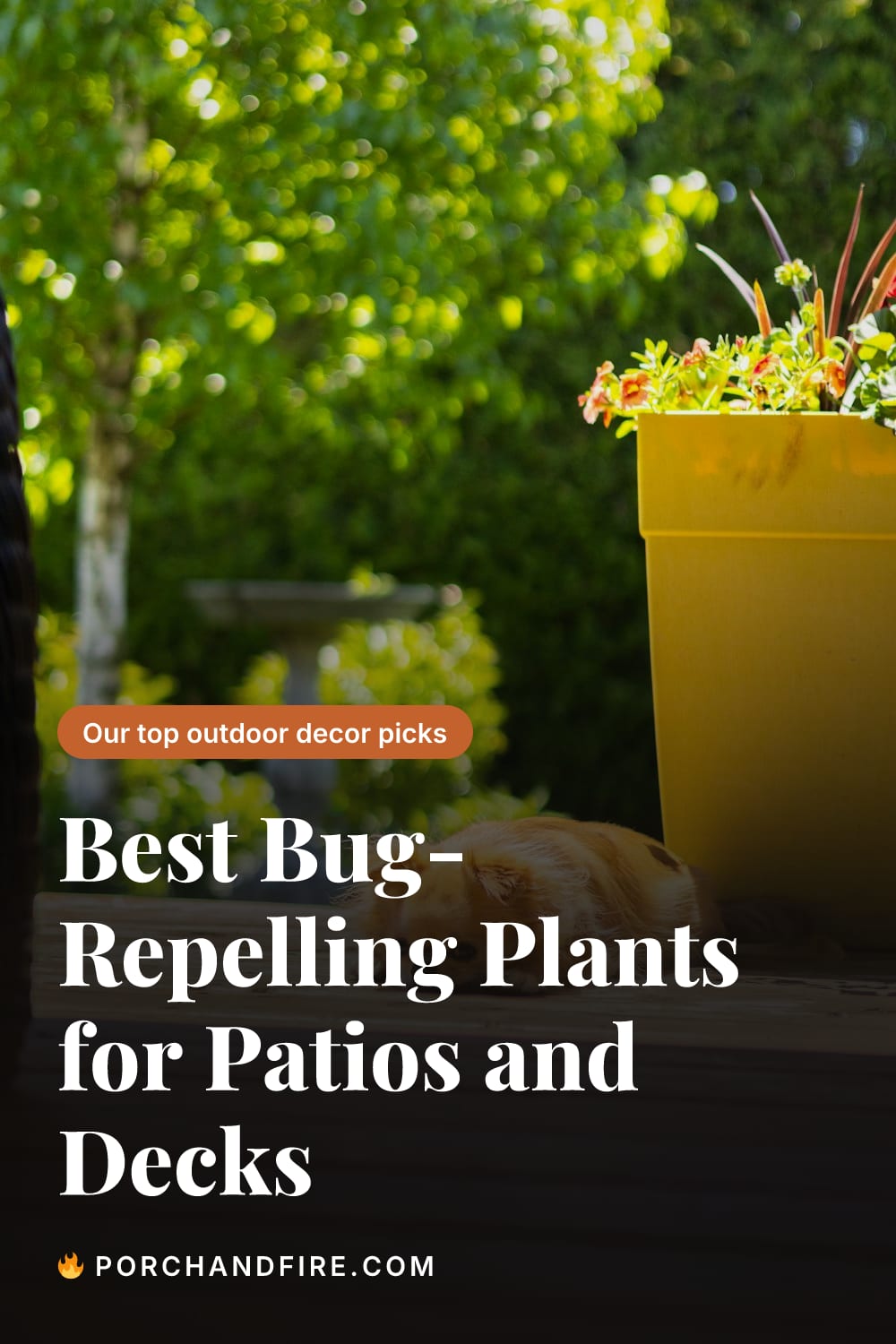 Best Bug-Repelling Plants for Patios and Decks